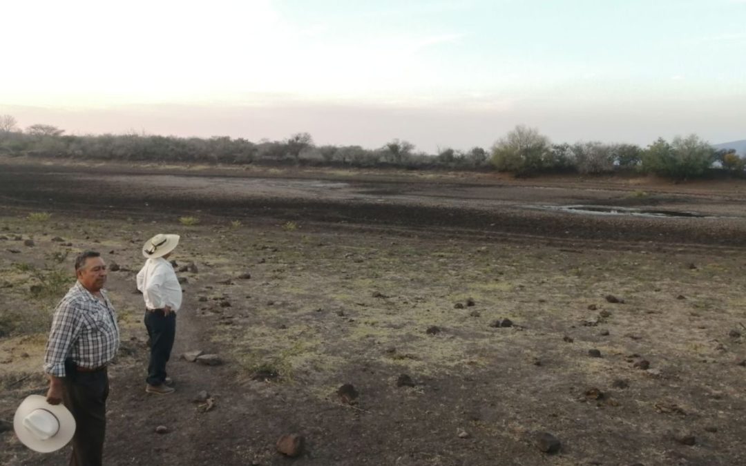 Crisis de agua agota la agricultura y ganadería en Guanajuato