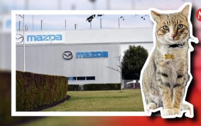 El gatito de nombre Kodo, viajó de polizonte en un auto desde la planta automotriz de Mazda en Salamanca y llegó a Pachuca.