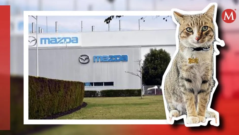 El gatito de nombre Kodo, viajó de polizonte en un auto desde la planta automotriz de Mazda en Salamanca y llegó a Pachuca.