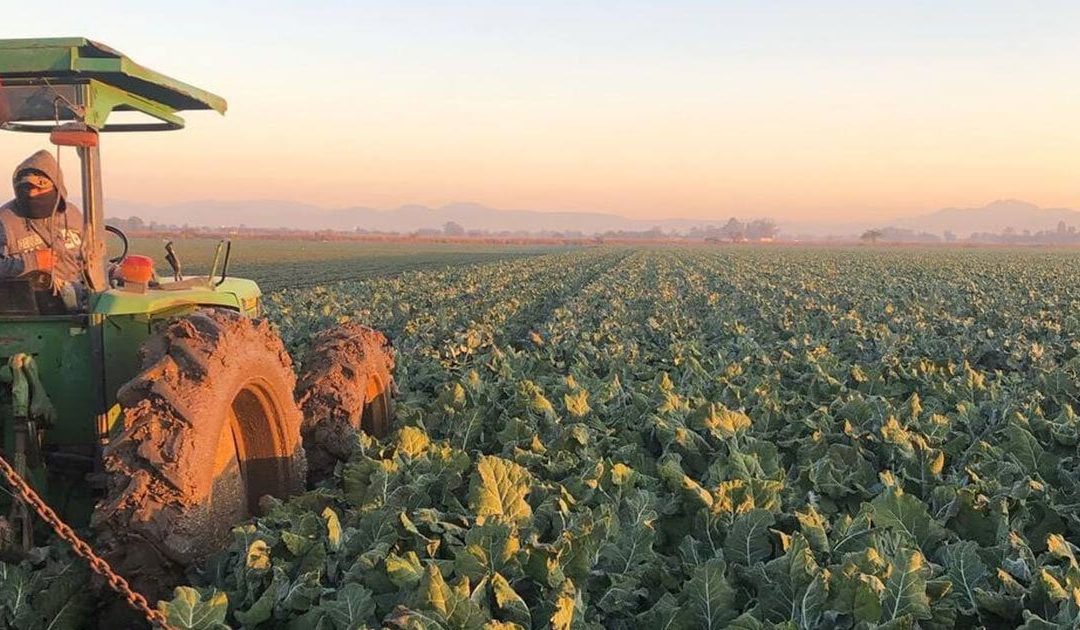 Estas son las verduras que más exporta Guanajuato y traen millones de dólares