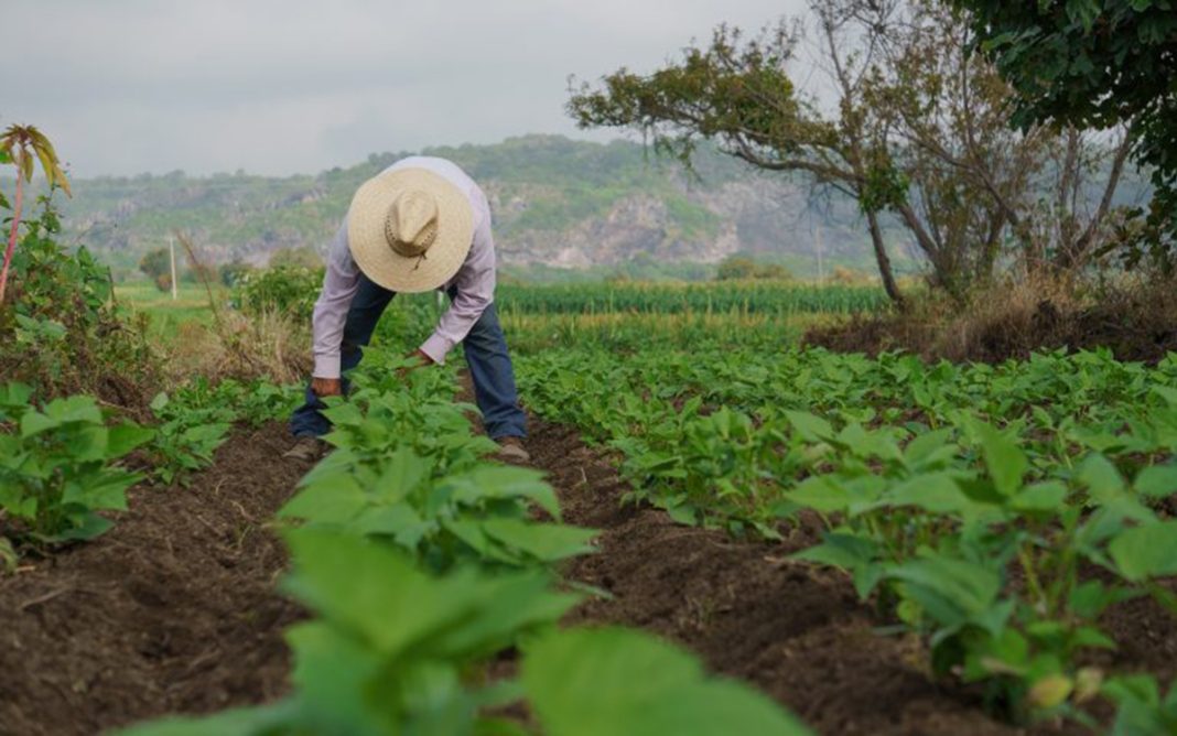 Syngenta e IECA otorgan 300 becas de formación agrícola
