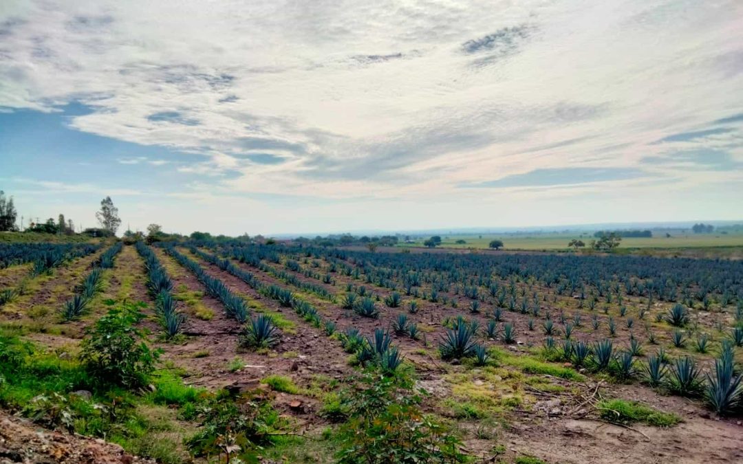 Consolida Guanajuato al campo como segunda fuerza económica