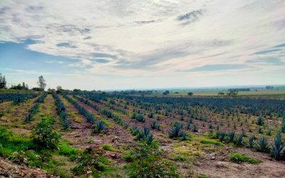 Consolida Guanajuato al campo como segunda fuerza económica