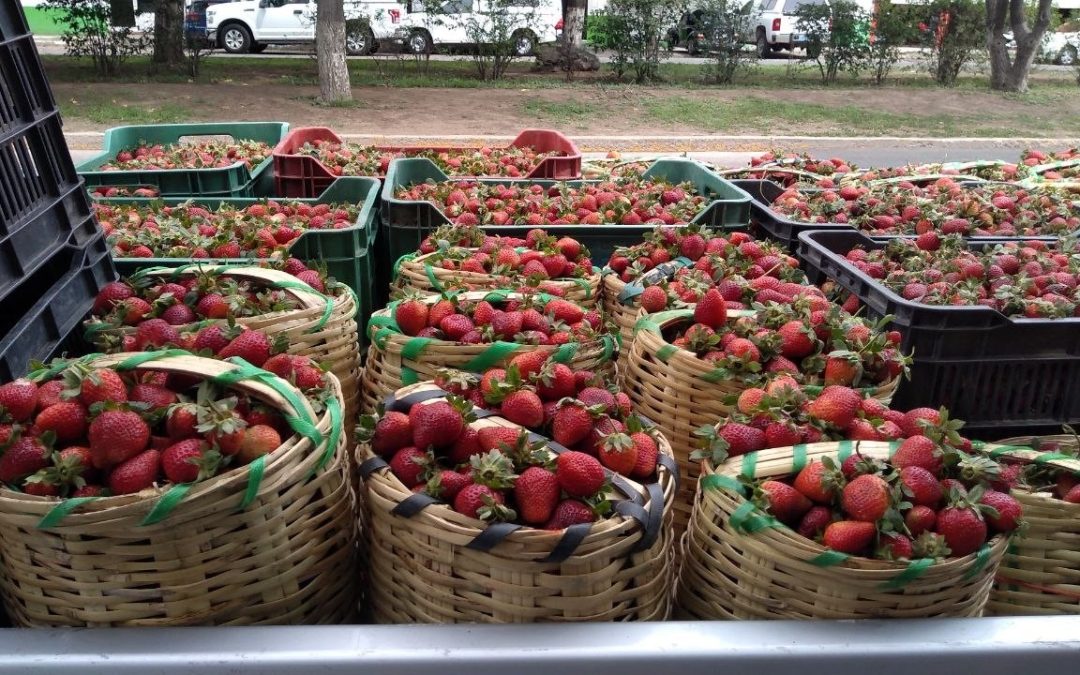 Guanajuato respaldará a productores de fresa ante los nuevos aranceles de Estados Unidos